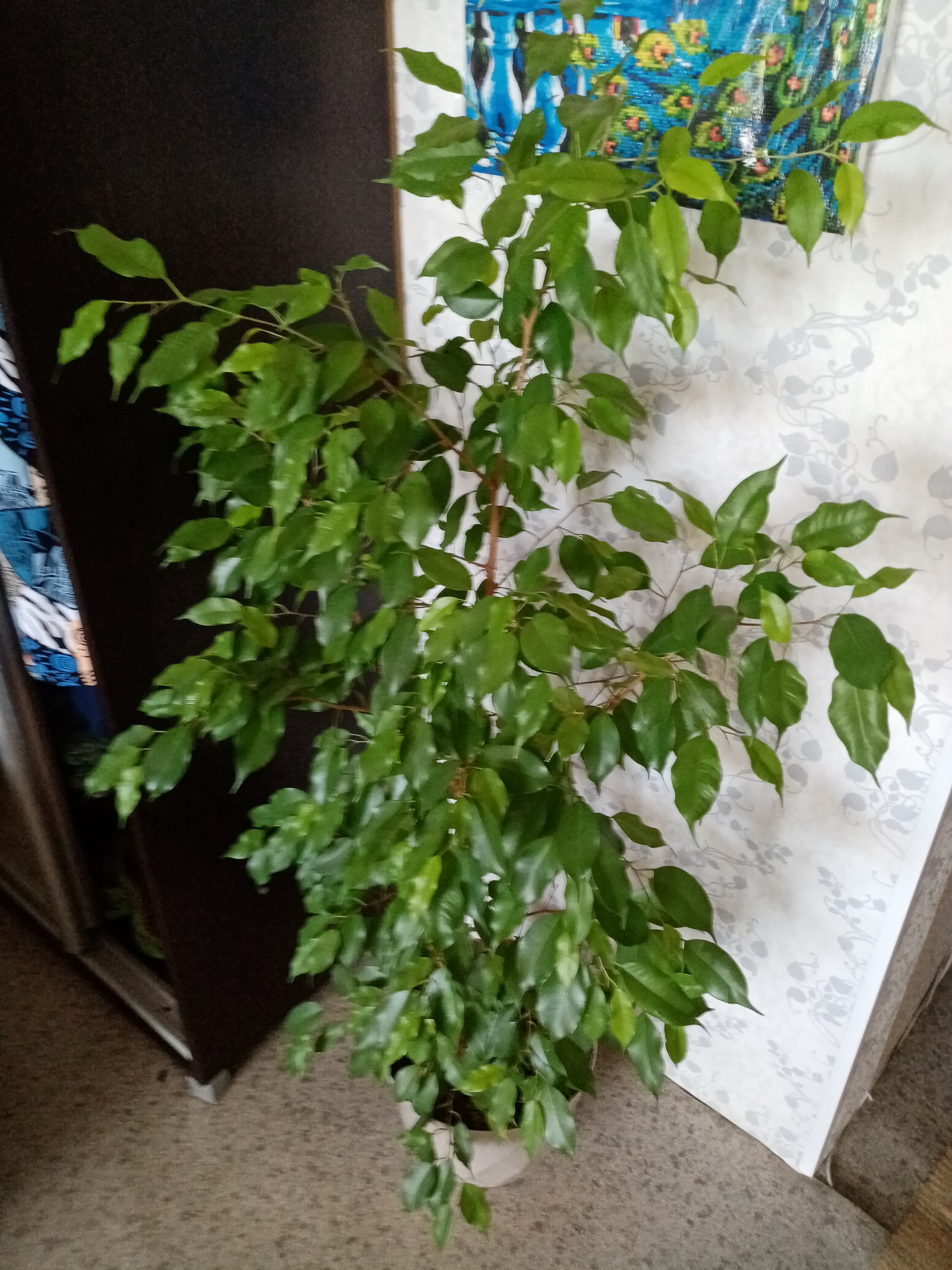 Фикус Бенджемена